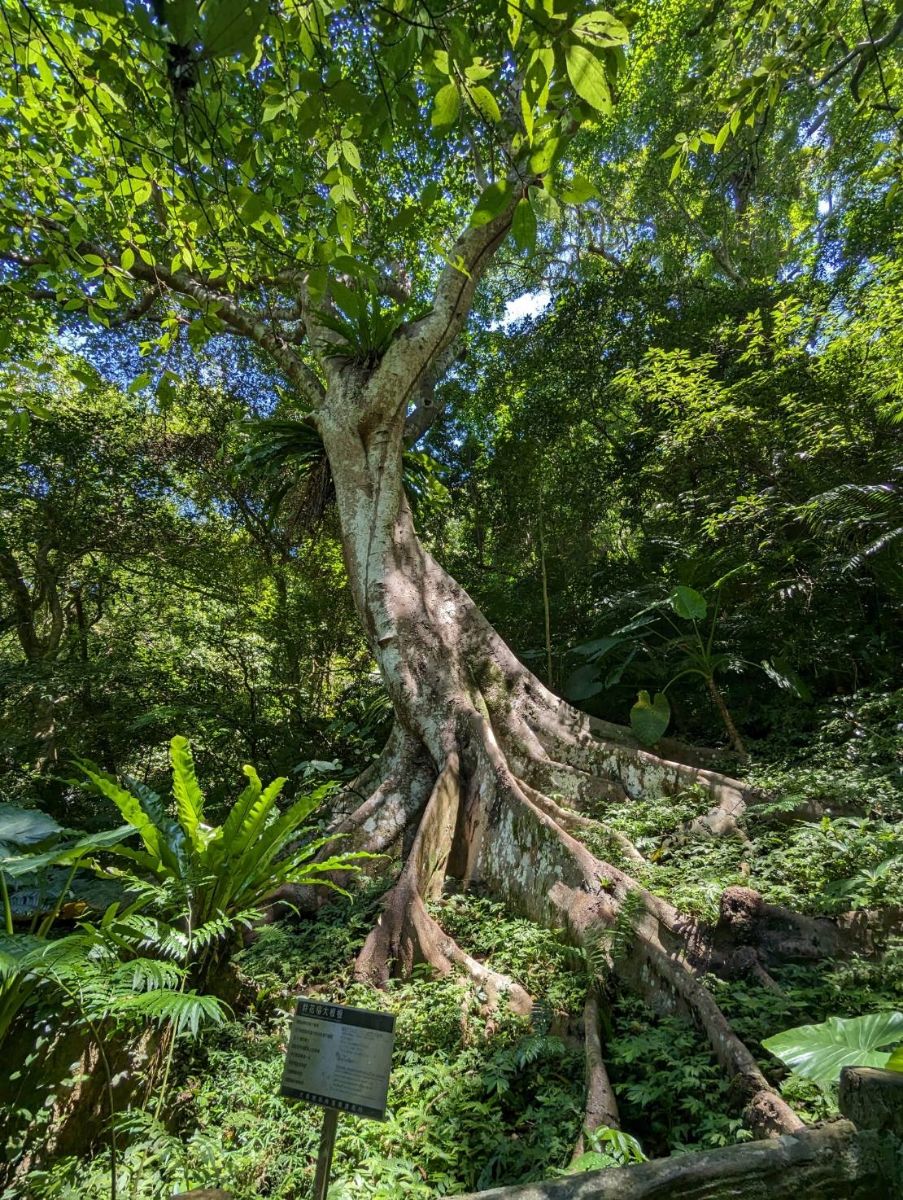 大板根森林溫泉酒店 | 去趣 chicTrip