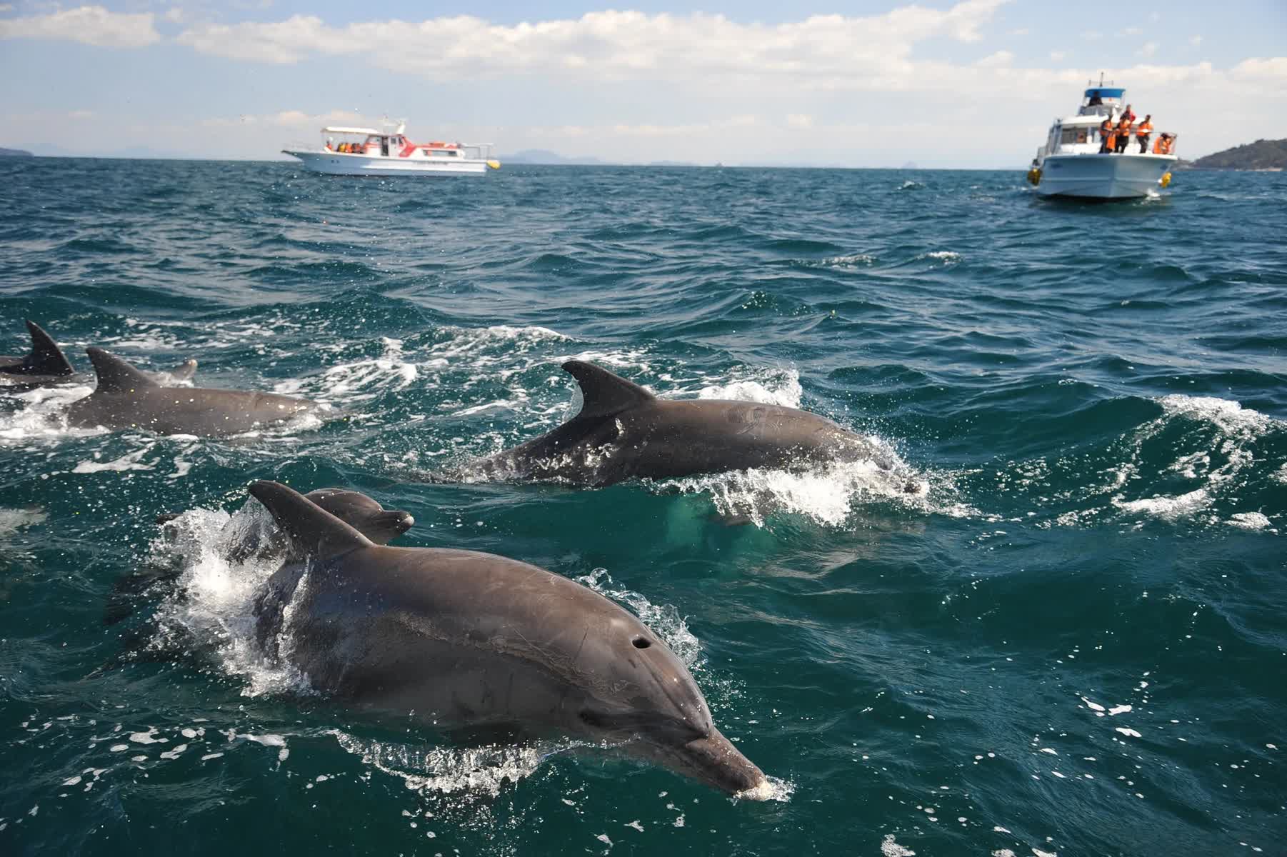 Amakusa City Dolphin Center Roadside Station | 去趣 chicTrip