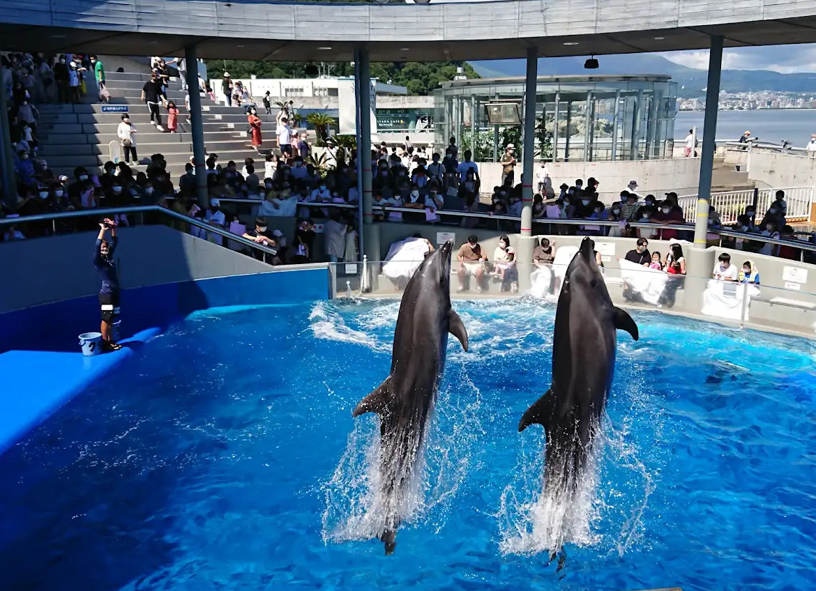 大分海洋宮殿水族館 海之卵 | 去趣 chicTrip