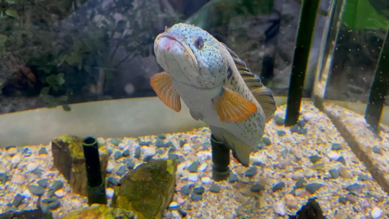 DMM Kariyushi水族館 | 去趣 chicTrip