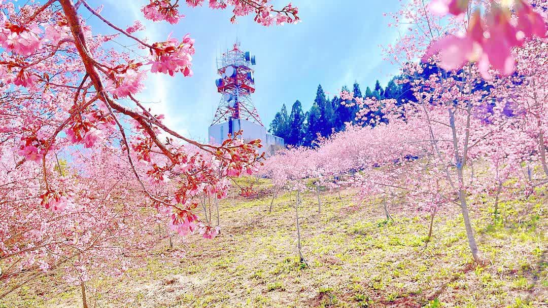 福壽山農場|千櫻園 | 去趣 chicTrip