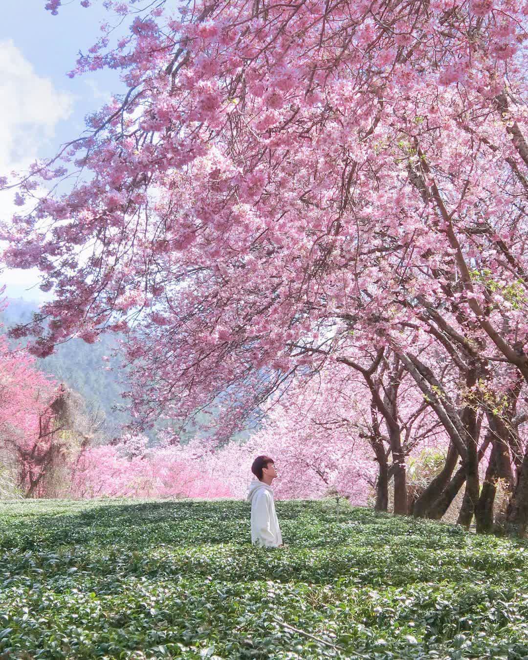 武陵農場 | 去趣 chicTrip