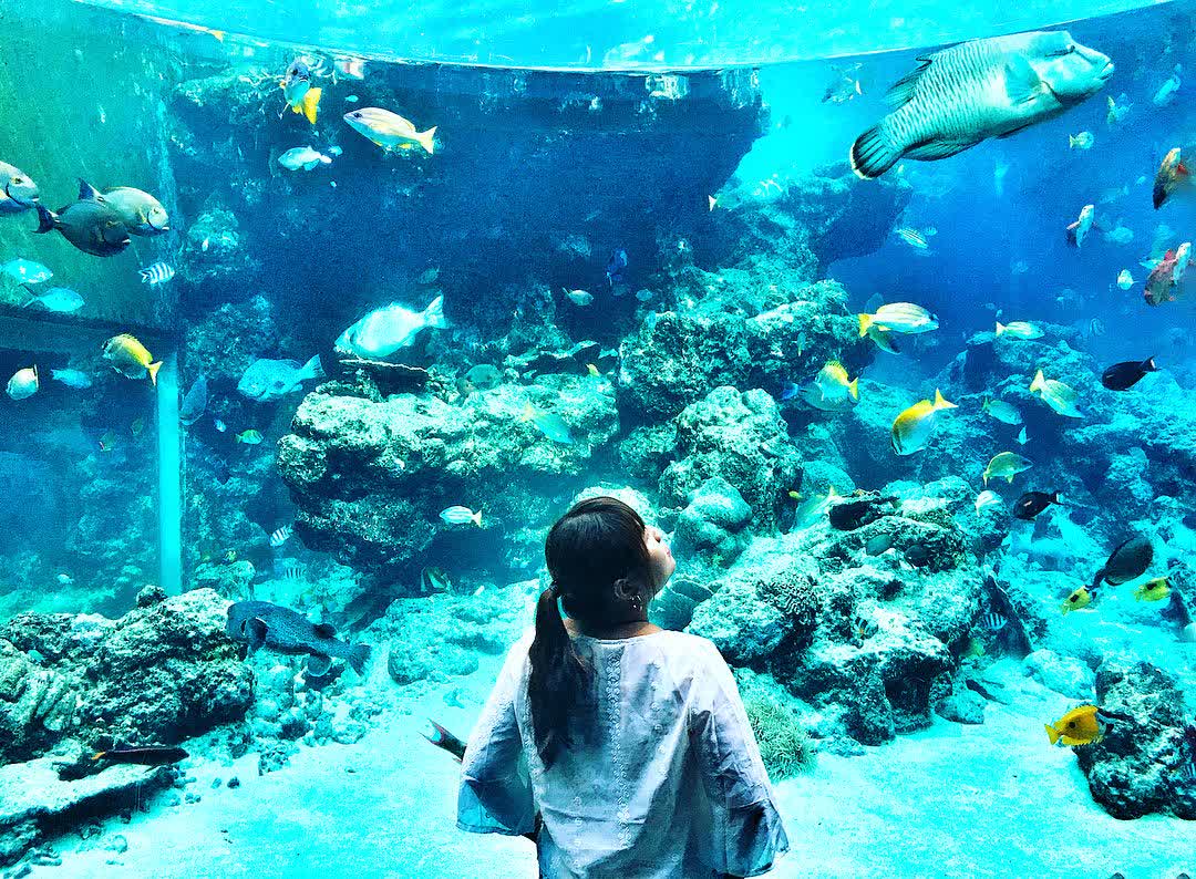 沖繩美麗海水族館 | 去趣 chicTrip
