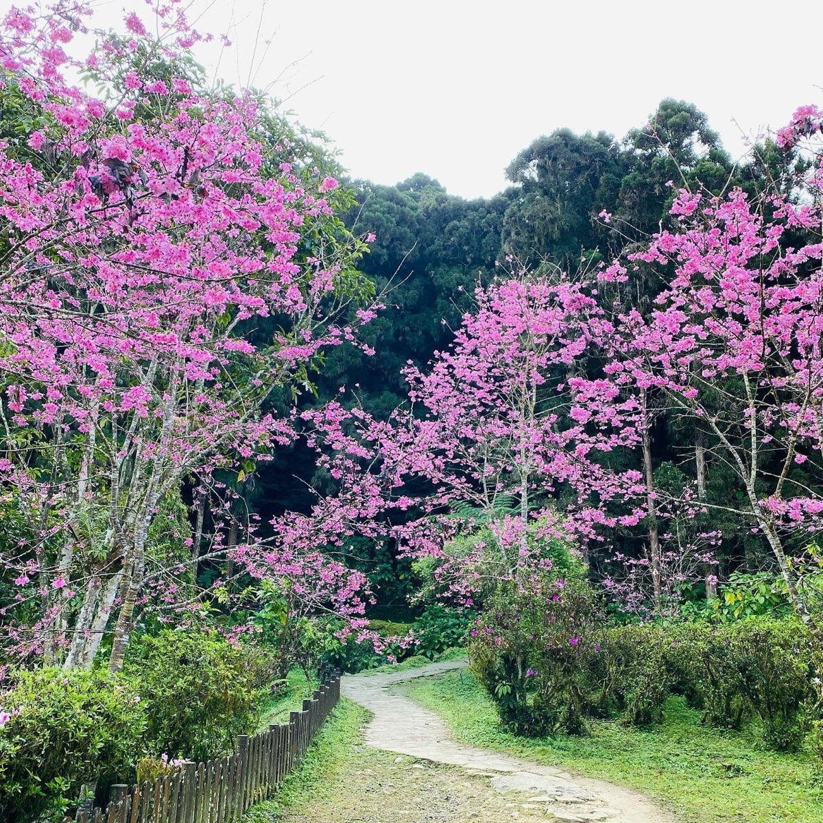 溪頭自然教育園區 | 去趣 chicTrip