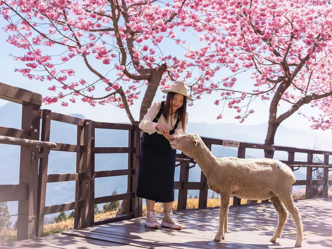 清境農場青青草原 | 去趣 chicTrip
