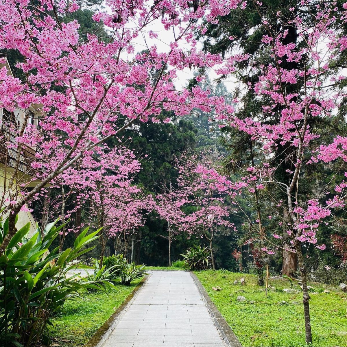 溪頭自然教育園區 | 去趣 chicTrip