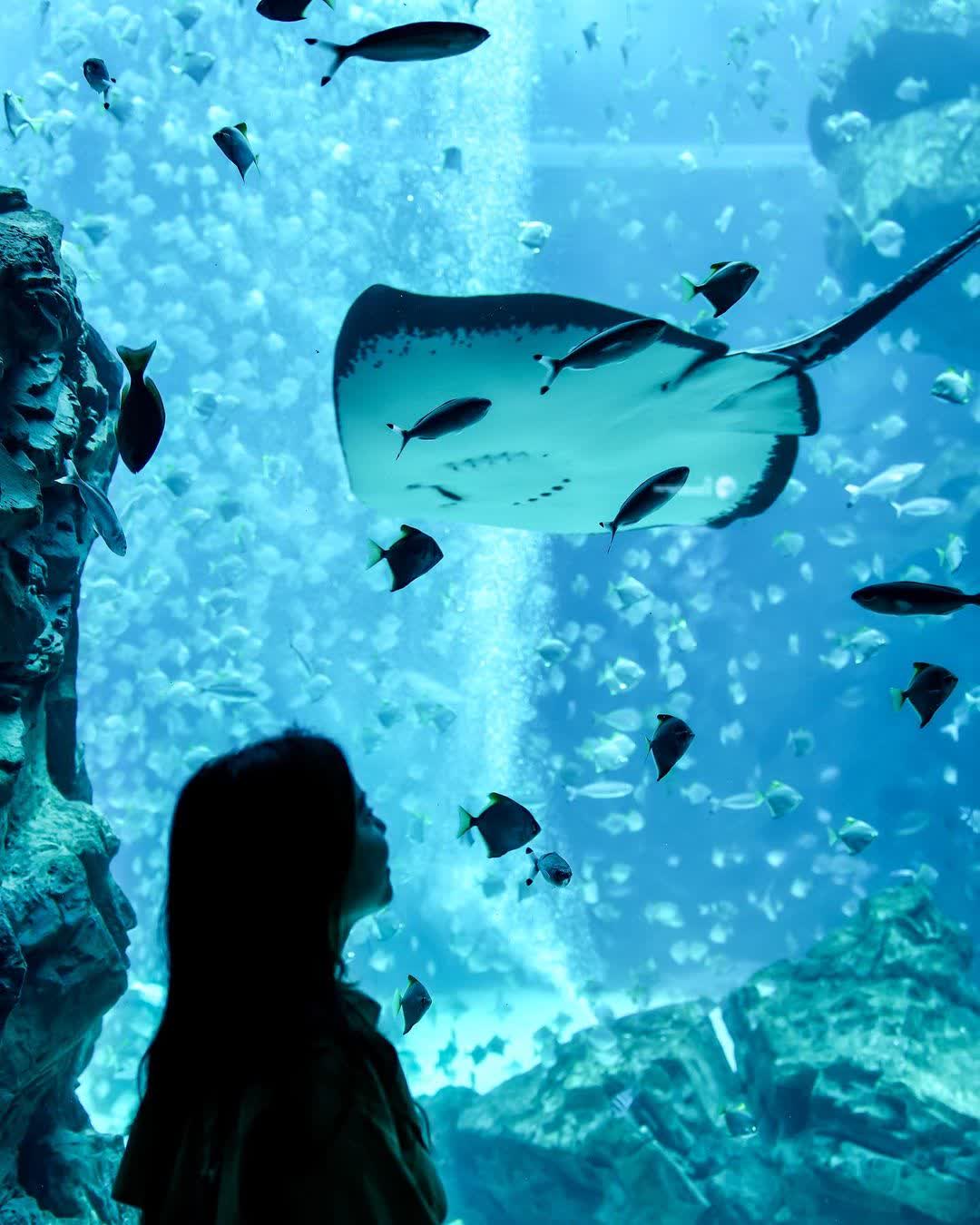 Xpark 水族館 | 去趣 chicTrip