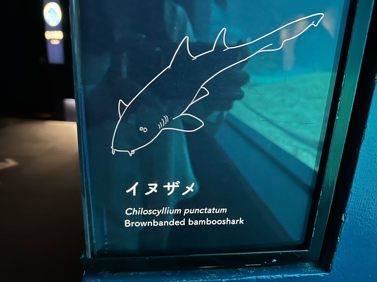 海遊館 | 去趣 chicTrip