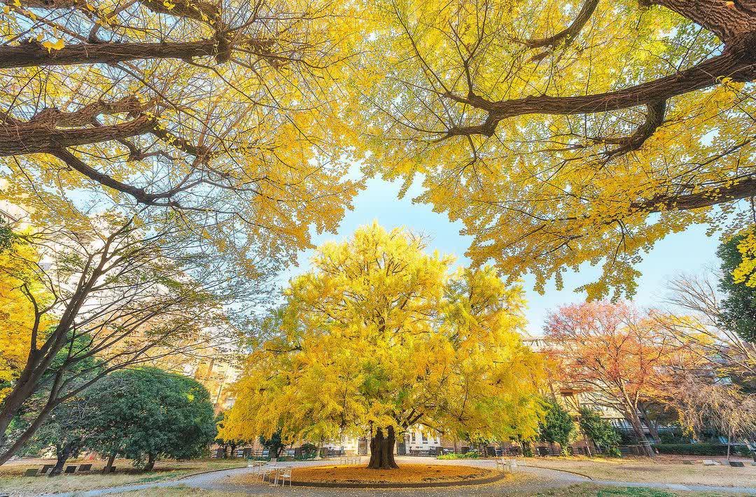 東京大學 | 去趣 chicTrip