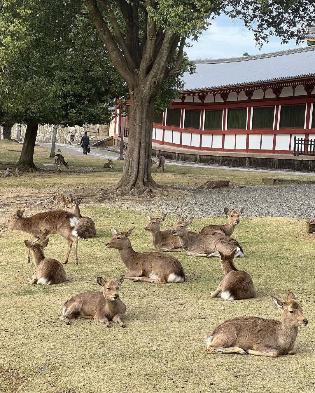 奈良公園 | 去趣 chicTrip