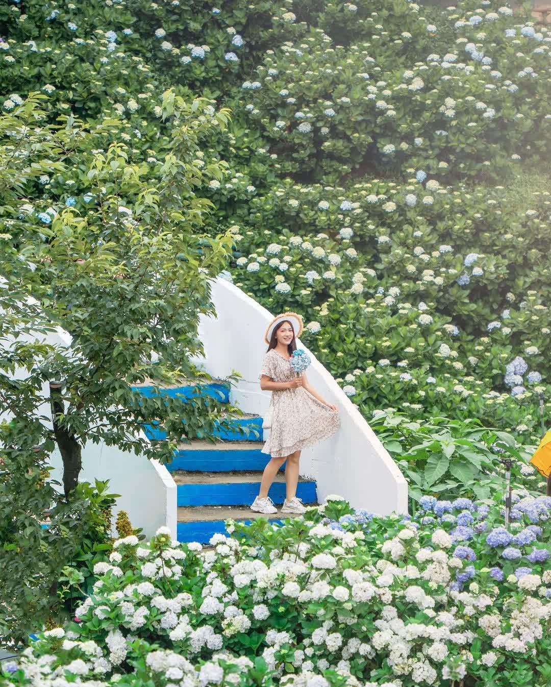 高家繡球花田-萬里第三園區2025年預計4月底開始至7月底 | 去趣 chicTrip