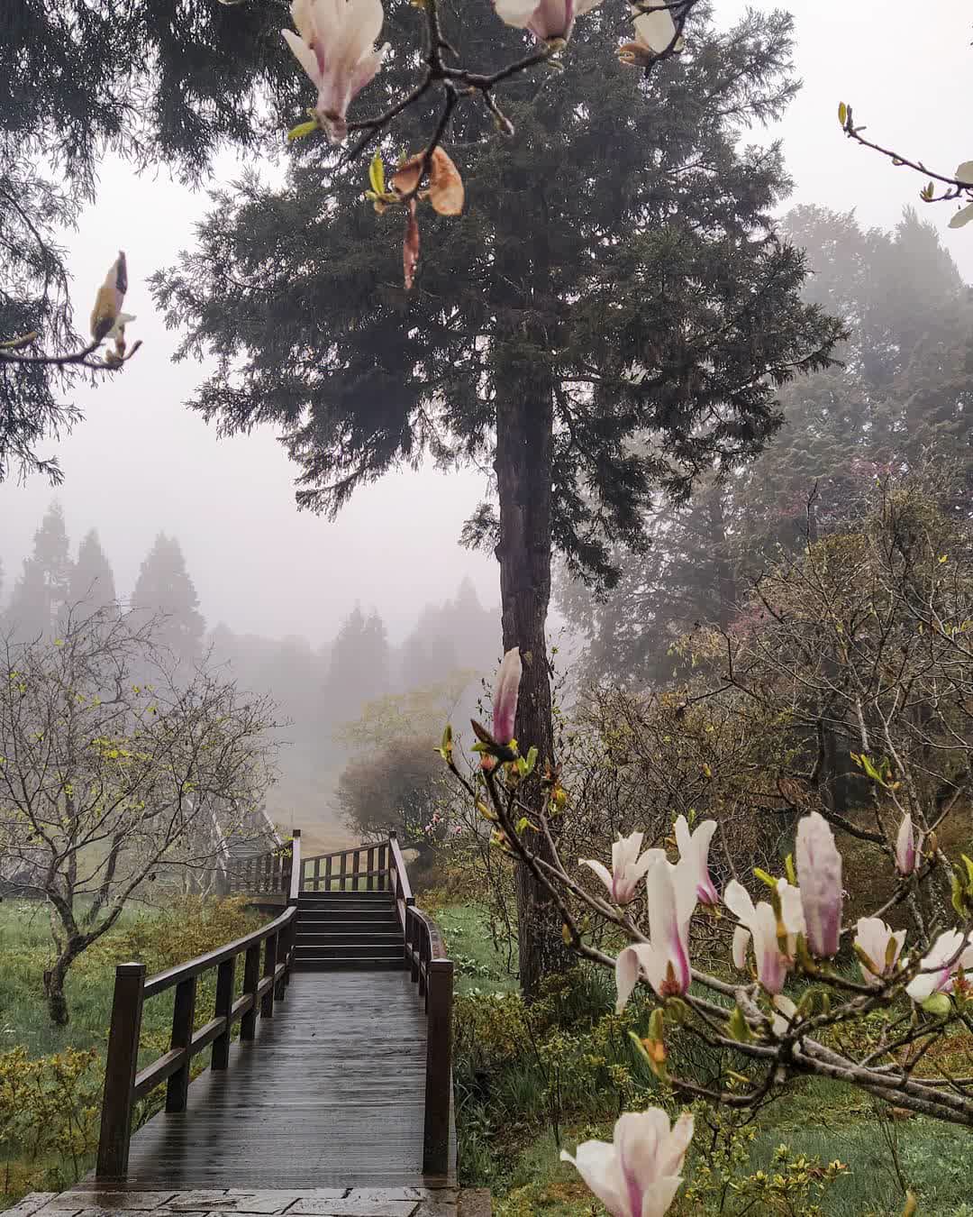 阿里山國家森林遊樂區 | 去趣 chicTrip