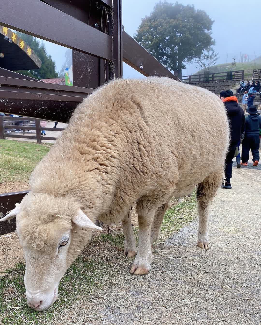 清境農場青青草原 | 去趣 chicTrip