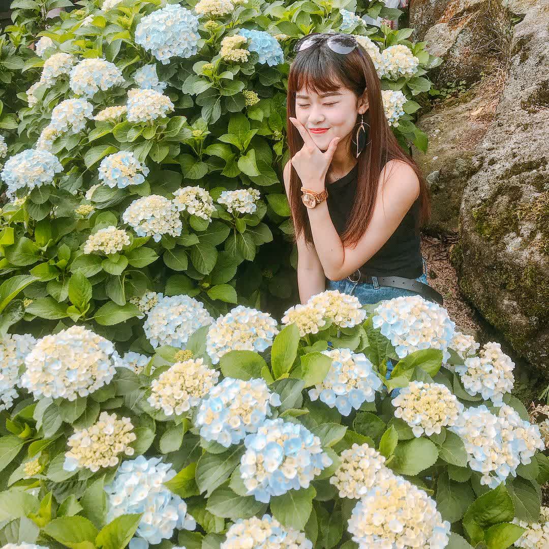 高家繡球花田-萬里第三園區2025年預計4月底開始至7月底 | 去趣 chicTrip