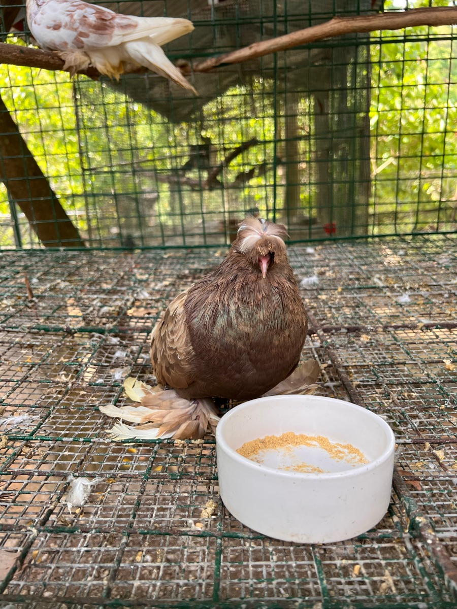 PUGAD Pugo Adventure | 去趣 chicTrip