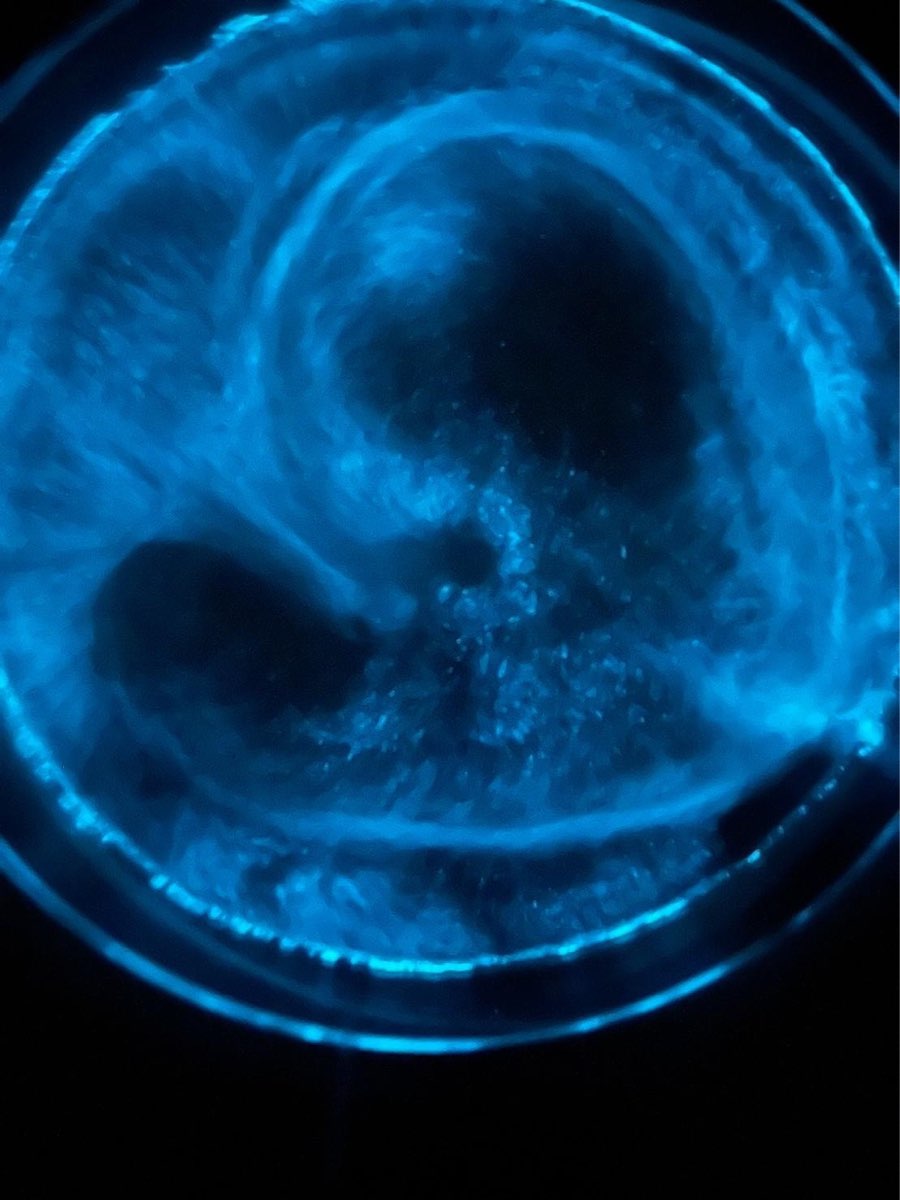 藍眼淚生態館 | 去趣 chicTrip