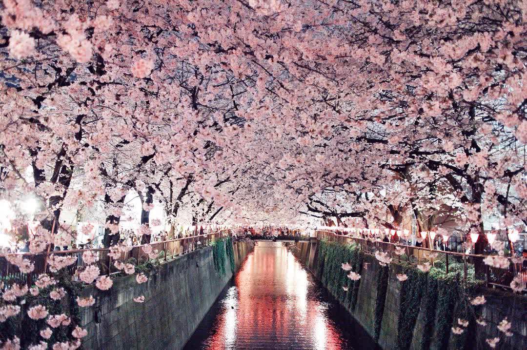 目黑川櫻花樹 | 去趣 chicTrip