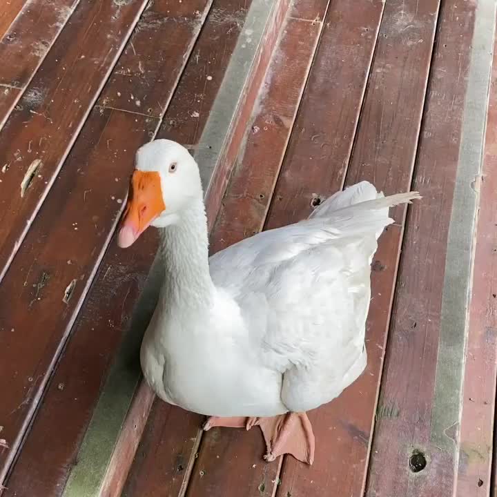 湖畔花時間-苗栗大湖|溫泉|美食|熱門民宿|包棟|美人湯 | 去趣 chicTrip