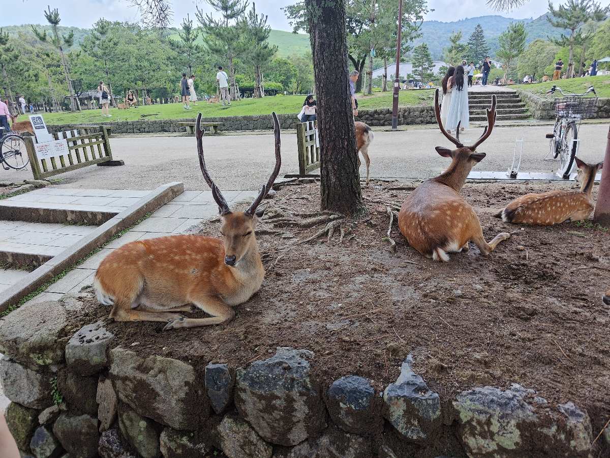 奈良公園 | 去趣 chicTrip