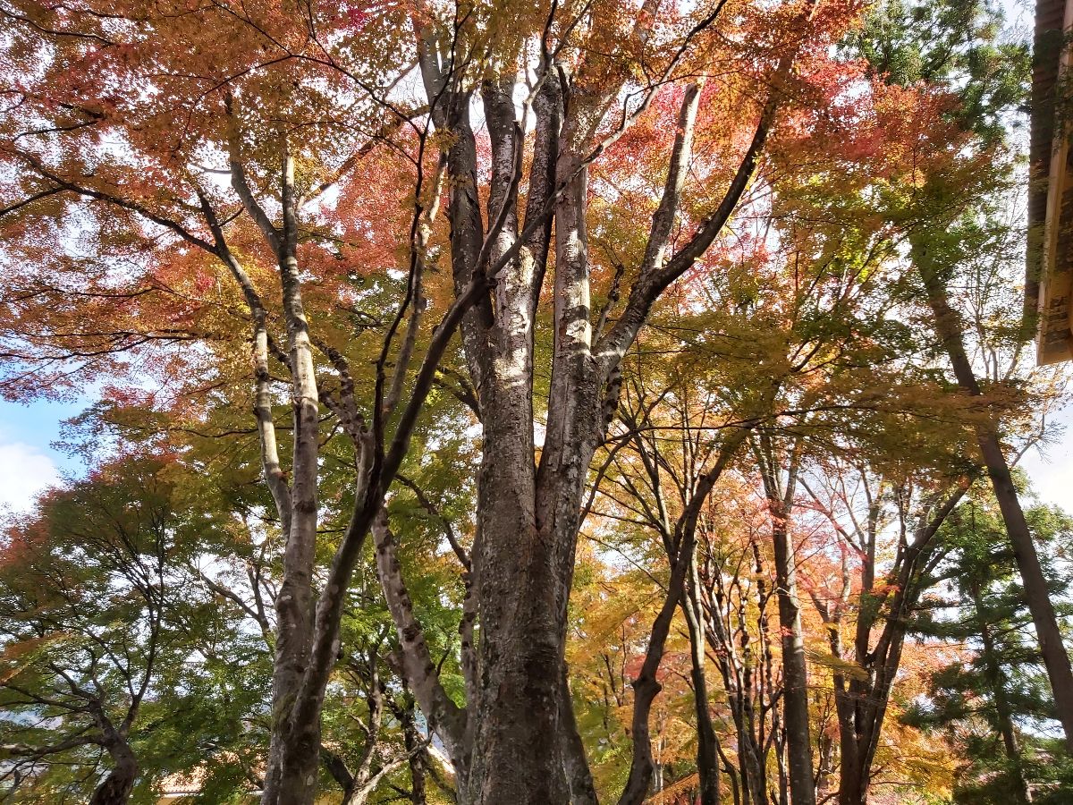 河口湖楓葉迴廊 | 去趣 chicTrip