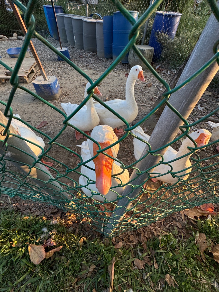 鵝媽媽 鵝童樂園 | 去趣 chicTrip