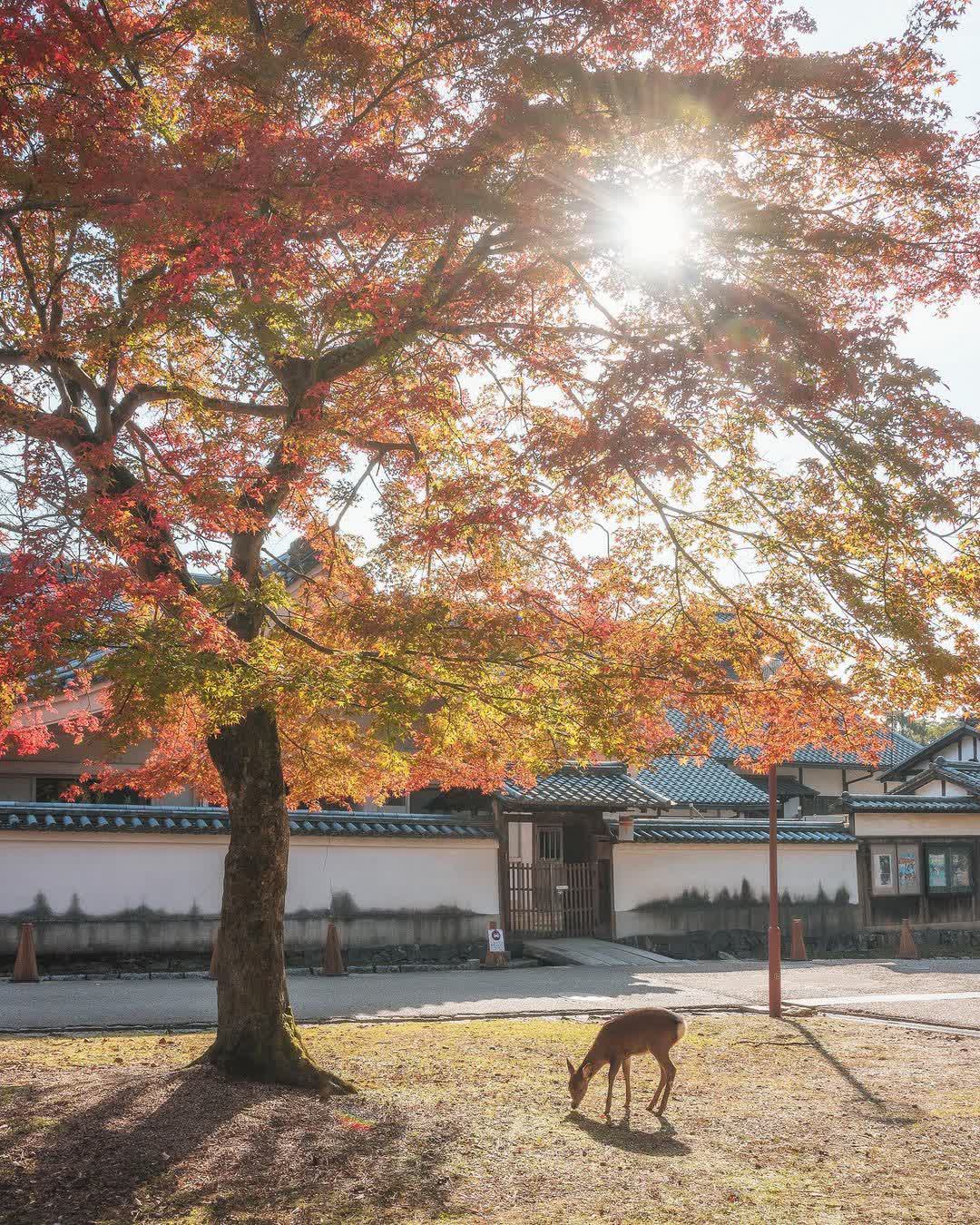 奈良公園 | 去趣 chicTrip