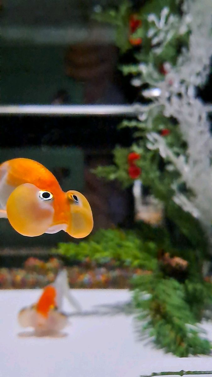 ART AQUARIUM MUSEUM 銀座金魚美術館 | 去趣 chicTrip