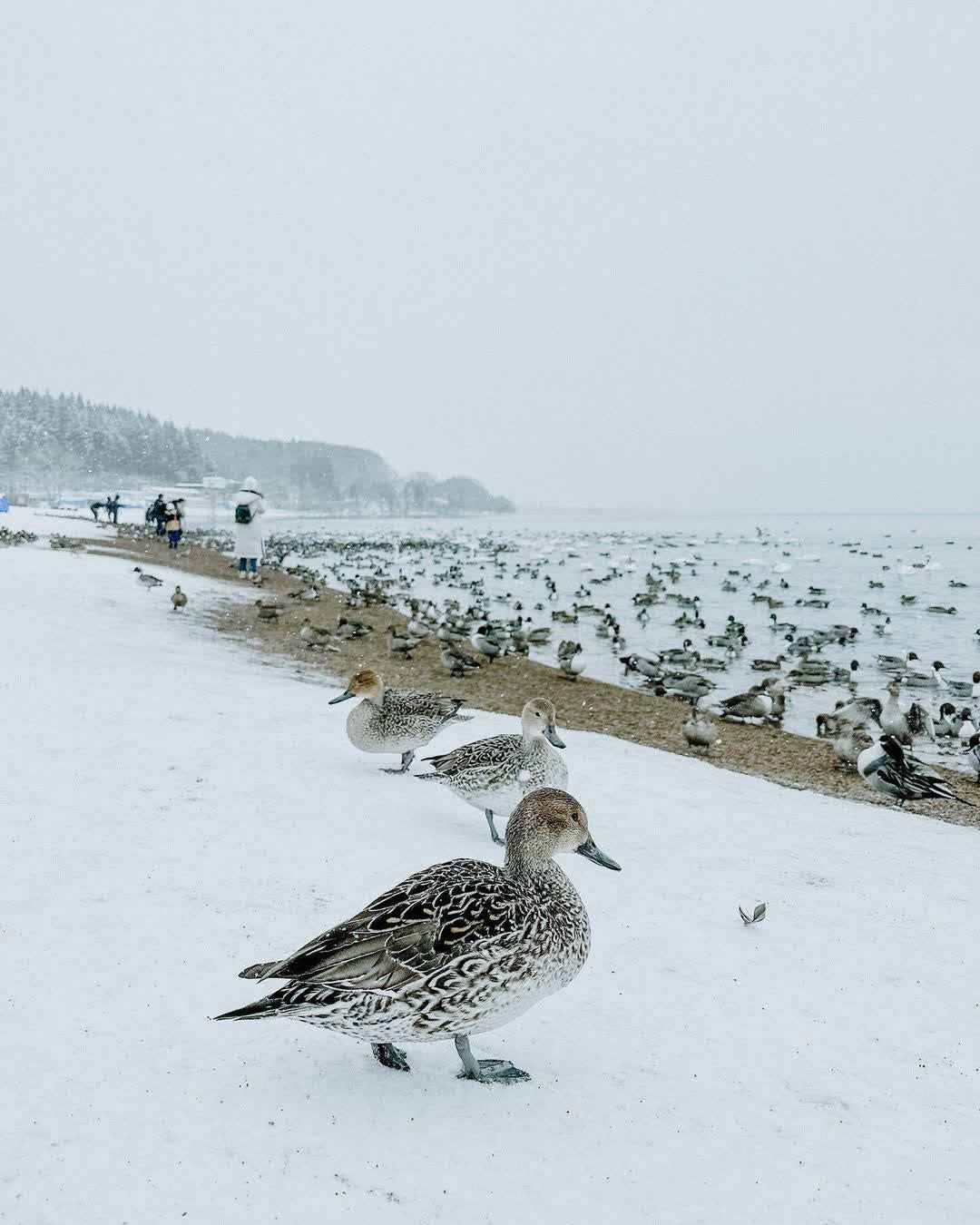豬苗代湖 | 去趣 chicTrip