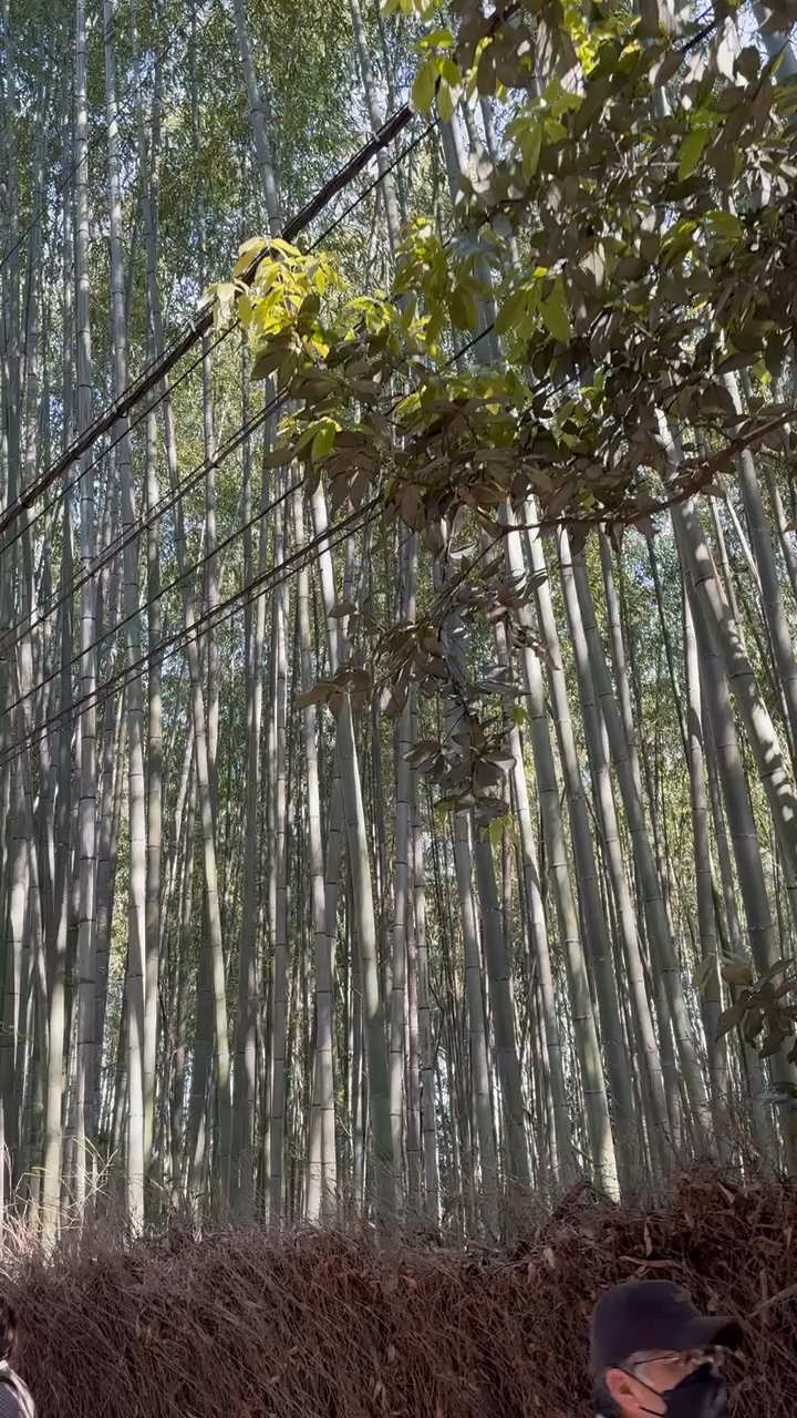 嵐山竹林小徑 | 去趣 chicTrip