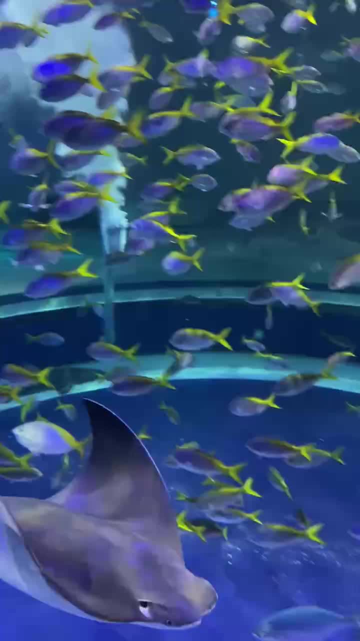 átoa 藝術水族館 | 去趣 chicTrip