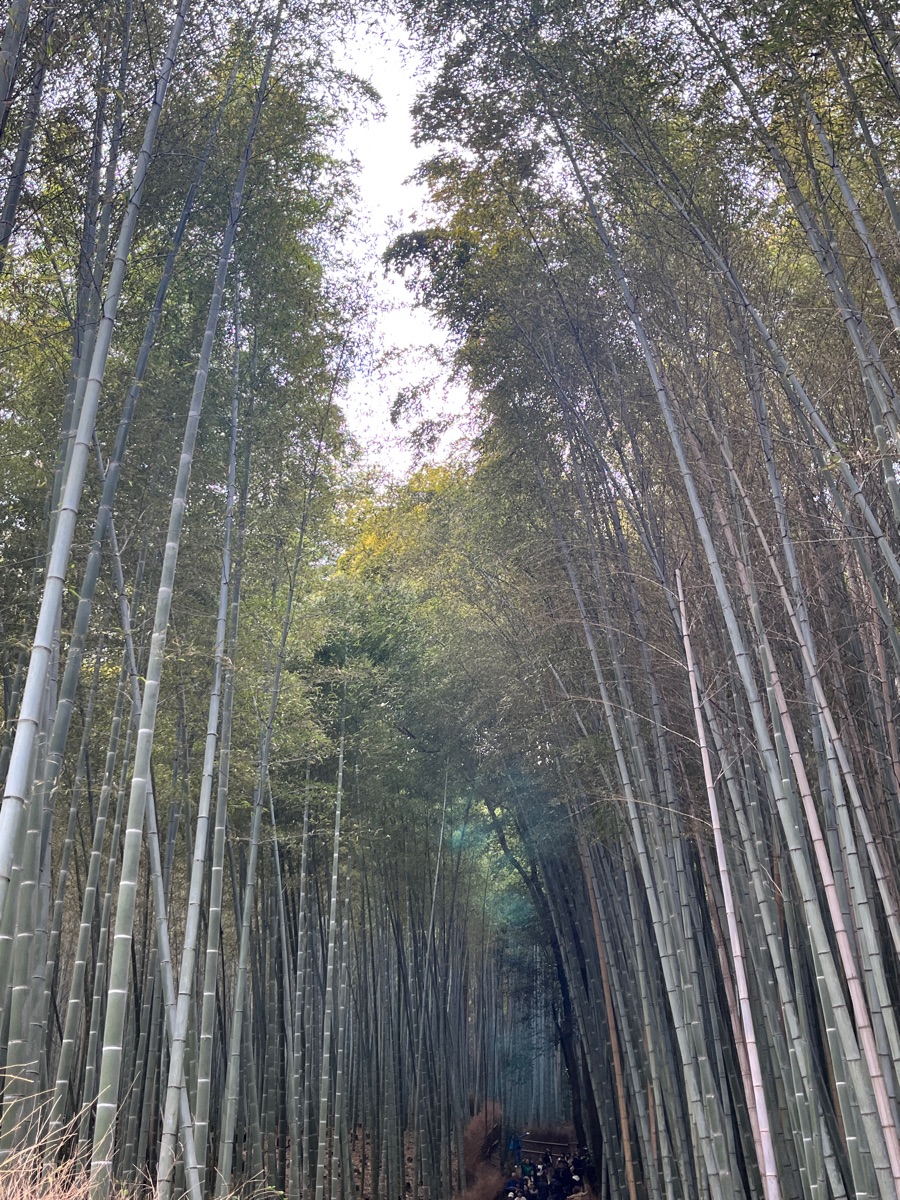 嵐山竹林小徑 | 去趣 chicTrip