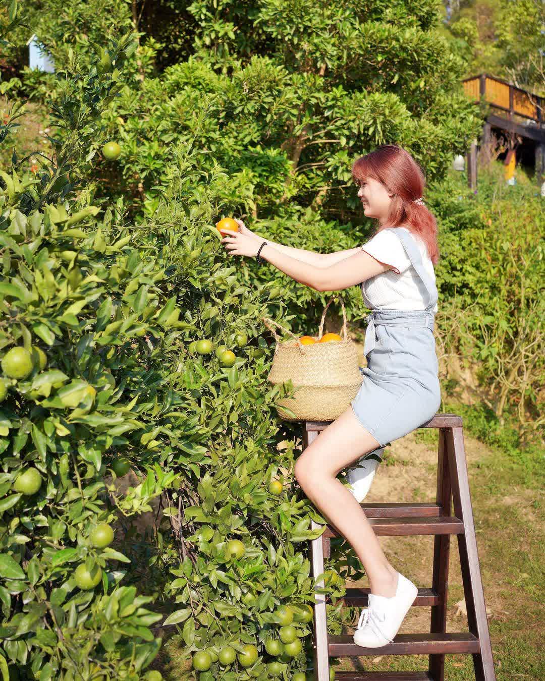 橙香森林 | 去趣 chicTrip