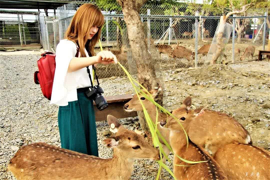鹿境梅花鹿生態園區丨門票消費最高折抵140丨梅花鹿、水豚互動餵食丨室內親子DIY區丨親子遊戲區丨甜鹹輕食霜淇淋供應丨超可愛獨家紀念品丨奶茶、咖啡好喝 | 去趣 chicTrip