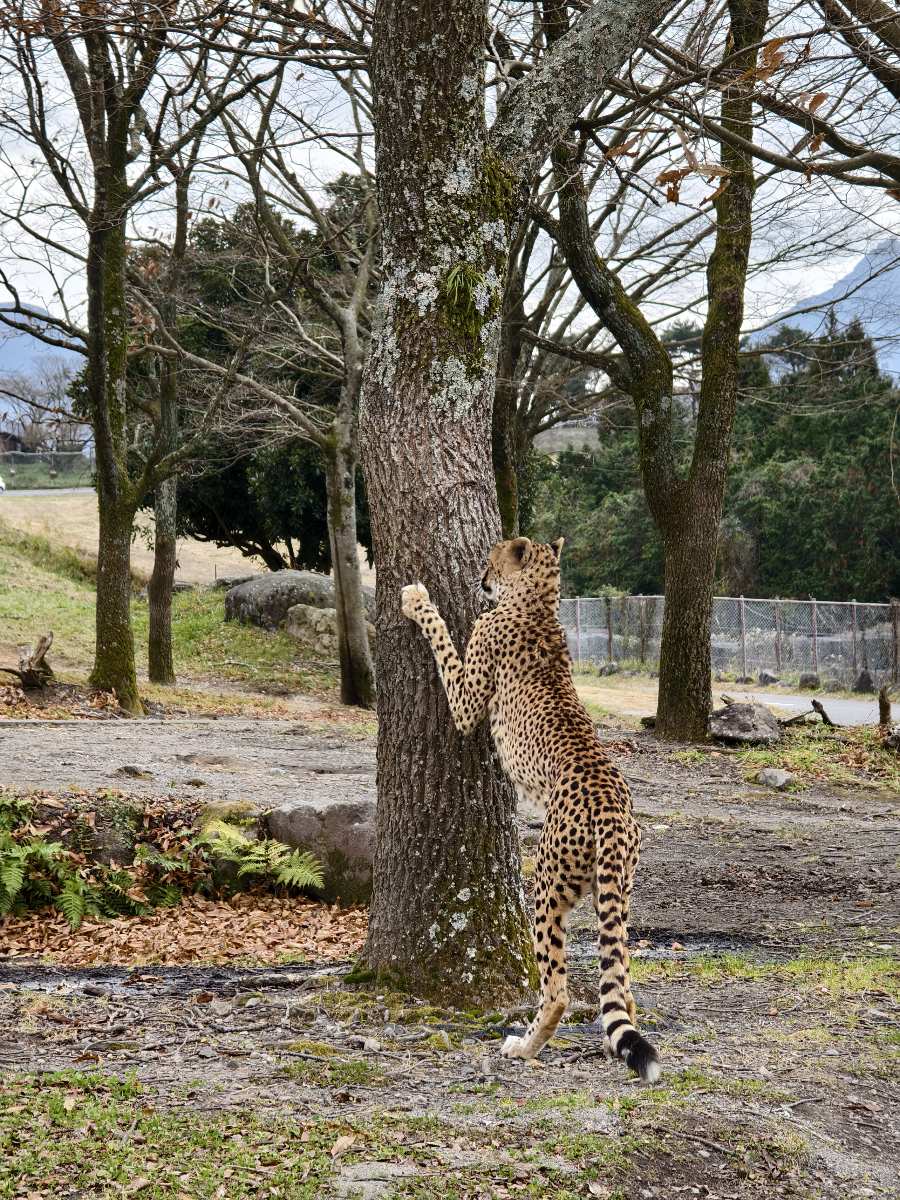 九州自然動物園 | 去趣 chicTrip