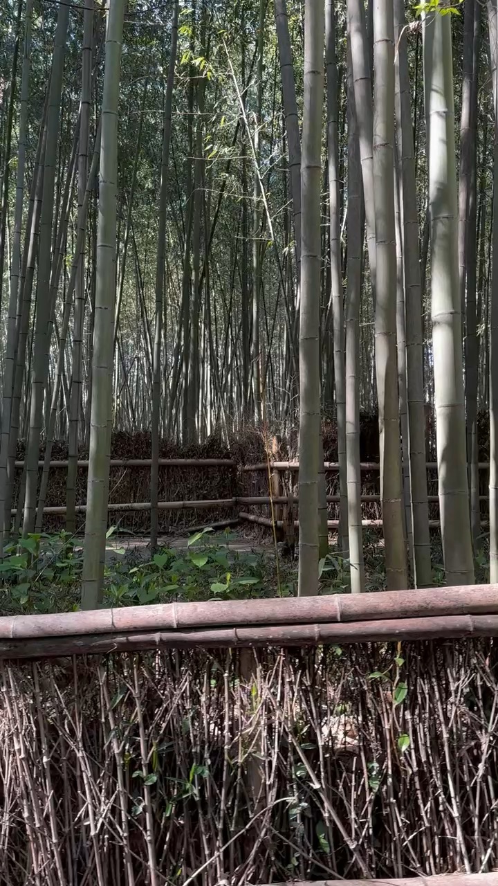 嵐山竹林小徑 | 去趣 chicTrip