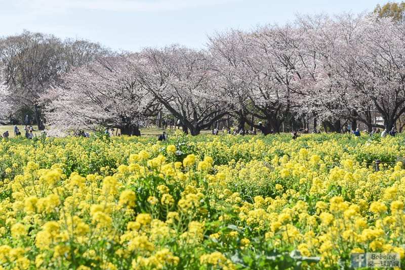 昭和紀念公園 | 去趣 chicTrip