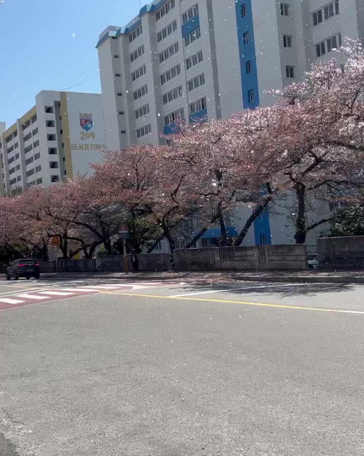 남천동 벚꽃길 | 去趣 chicTrip
