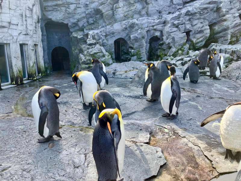 旭山動物園 | 去趣 chicTrip