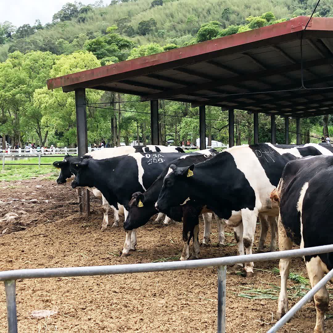 瑞穗牧場 | 去趣 chicTrip