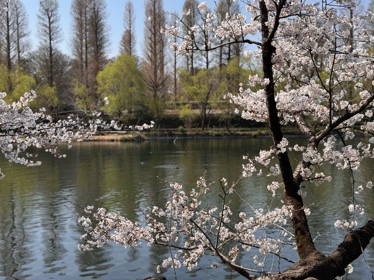 井之頭恩賜公園 | 去趣 chicTrip