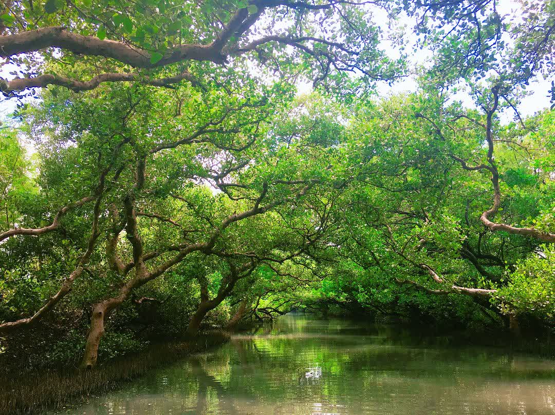 四草綠色隧道 | 去趣 chicTrip