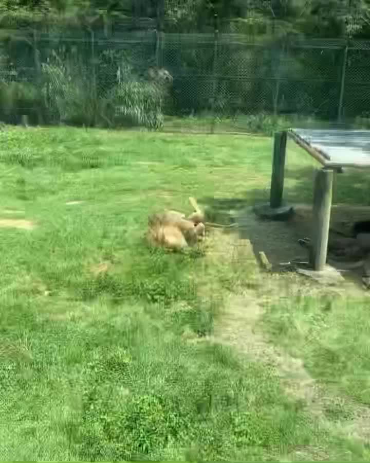 六福村主題遊樂園 | 去趣 chicTrip