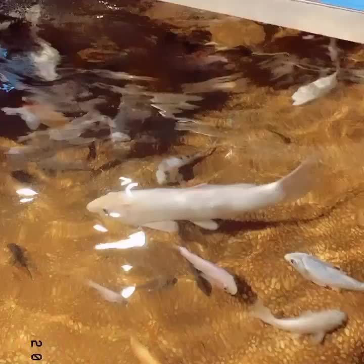 礁溪湯圍溝重口味溫泉魚 | 去趣 chicTrip