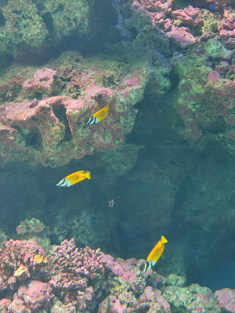 Xpark 水族館 | 去趣 chicTrip