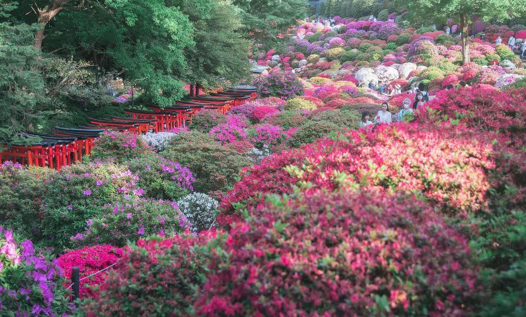 根津神社 | 去趣 chicTrip