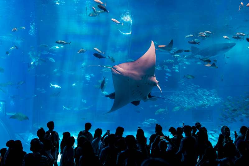 沖繩美麗海水族館 | 去趣 chicTrip