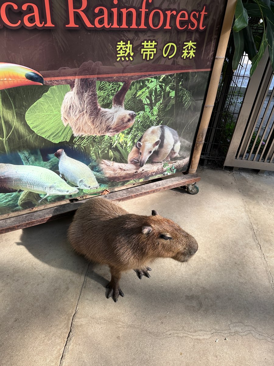 神戶動物王國 | 去趣 chicTrip