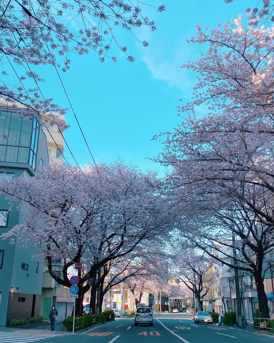 Mandarake Nakano | 去趣 chicTrip