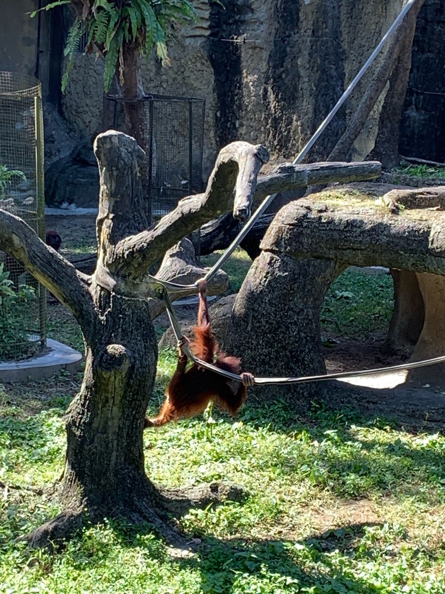 臺北市立動物園 | 去趣 chicTrip