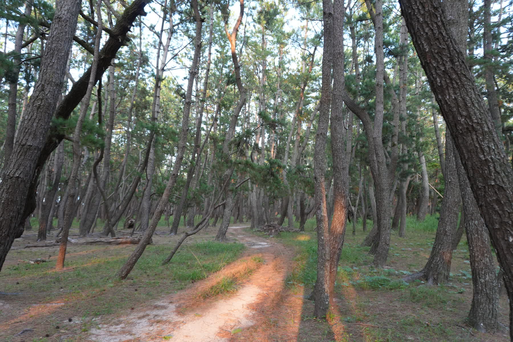 虹之松原 | 去趣 chicTrip